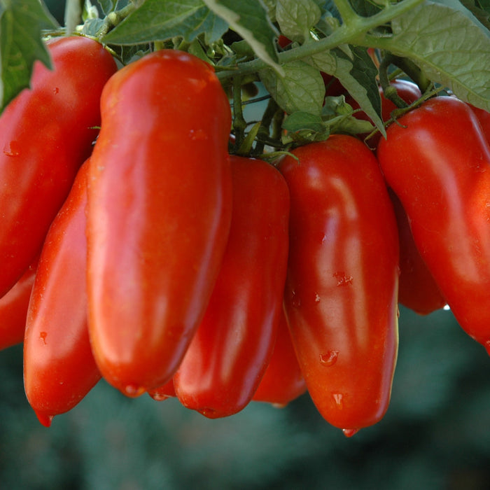 Best Tomatoes for Sauce USA